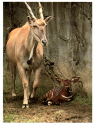 Zoo Eland Continental.jpg (461586 bytes)